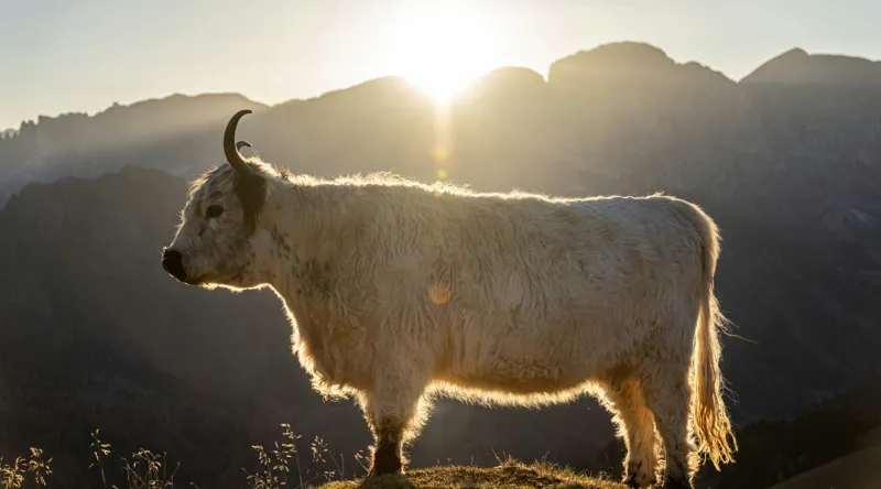 Tablou Canvas, "Yak în lumina dimineții de munte", Yak, Siluetă, Munți, Apus, Lumină, Natură, Blană, Peisaj, Tranquilitate, 90 x 50 cm – poza 2