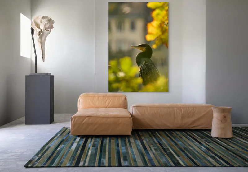 Tablou Canvas, "Cormoran în lumina apusului de toamnă", Pasăre, Penaj, Lumină, Contrast, Verdeață, Ramură, Eleganță, Blândețe., 100 x 150 cm – poza 7