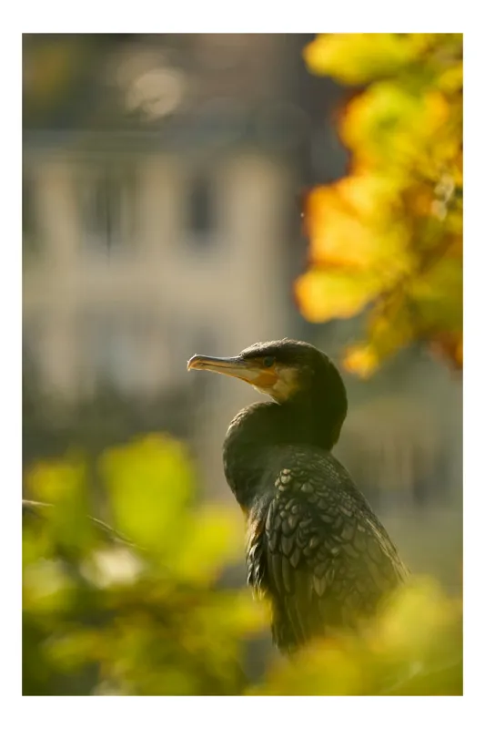 Tablou Canvas, "Cormoran în lumina apusului de toamnă", Pasăre, Penaj, Lumină, Contrast, Verdeață, Ramură, Eleganță, Blândețe., 26 x 39 cm
