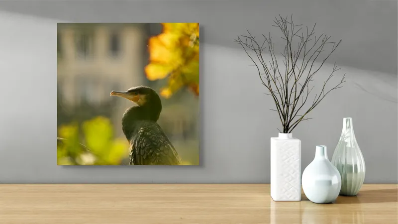 Tablou Canvas, "Cormoran în lumina apusului de toamnă", Pasăre, Penaj, Lumină, Contrast, Verdeață, Ramură, Eleganță, Blândețe., 50 x 50 cm – poza 3