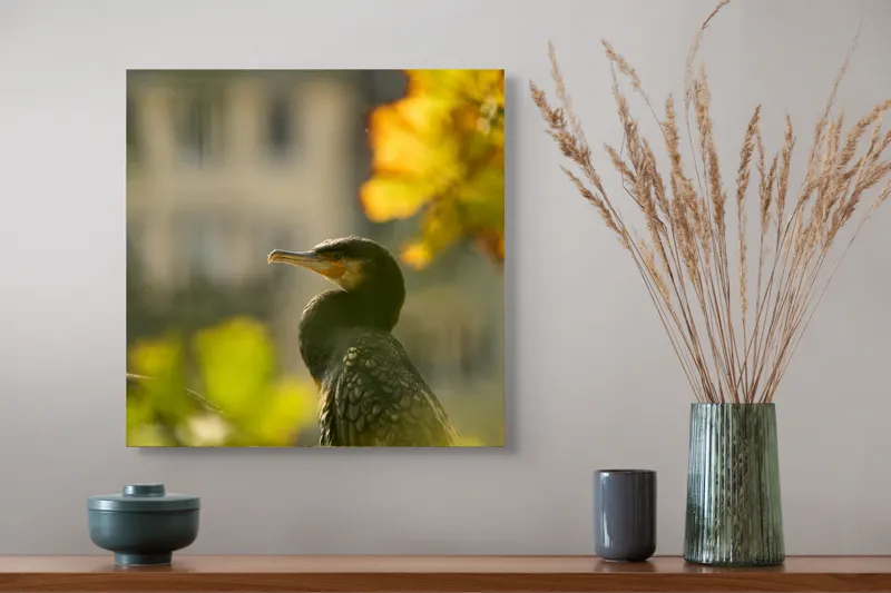 Tablou Canvas, "Cormoran în lumina apusului de toamnă", Pasăre, Penaj, Lumină, Contrast, Verdeață, Ramură, Eleganță, Blândețe., 50 x 50 cm – poza 4