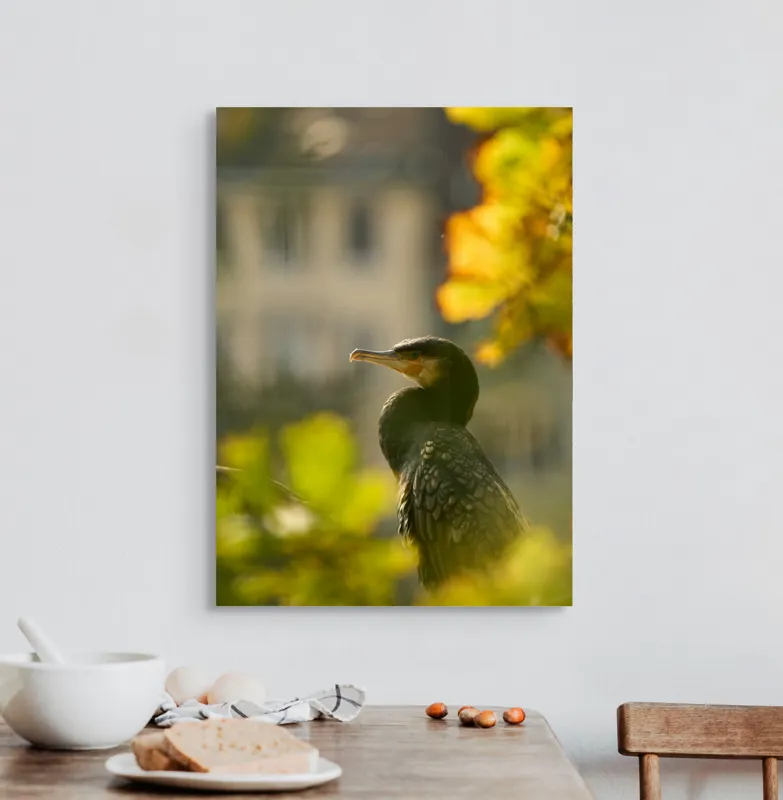 Tablou Canvas, "Cormoran în lumina apusului de toamnă", Pasăre, Penaj, Lumină, Contrast, Verdeață, Ramură, Eleganță, Blândețe., 50 x 70 cm – poza 3