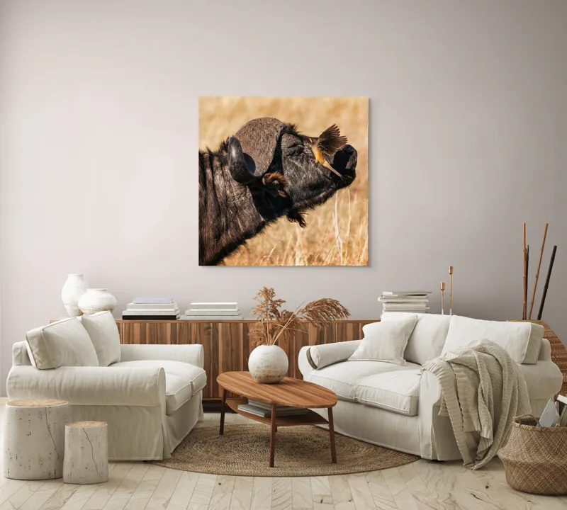 Tablou Canvas, "Bivol și pasărea curajoasă africanele", Bufniță, Pasăre, Bizon, Pene, Coarne, Păr, Interacțiune, Natură, Sălbăticie, Câmpie, 100 x 100 cm – poza 3