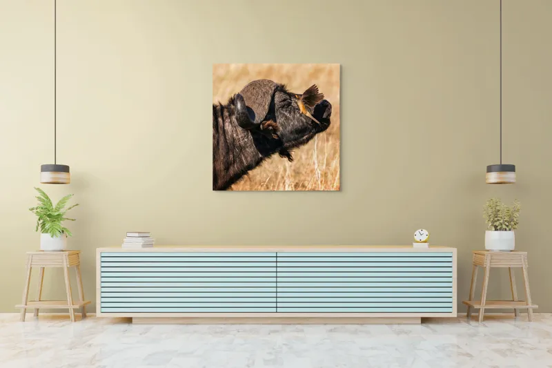 Tablou Canvas, "Bivol și pasărea curajoasă africanele", Bufniță, Pasăre, Bizon, Pene, Coarne, Păr, Interacțiune, Natură, Sălbăticie, Câmpie, 100 x 100 cm – poza 5