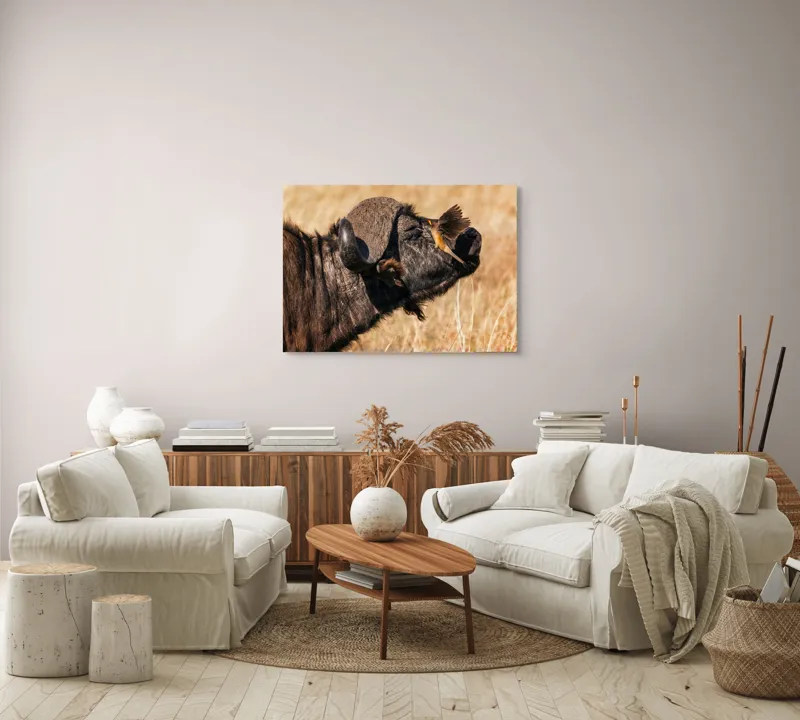 Tablou Canvas, "Bivol și pasărea curajoasă africanele", Bufniță, Pasăre, Bizon, Pene, Coarne, Păr, Interacțiune, Natură, Sălbăticie, Câmpie, 100 x 70 cm – poza 3