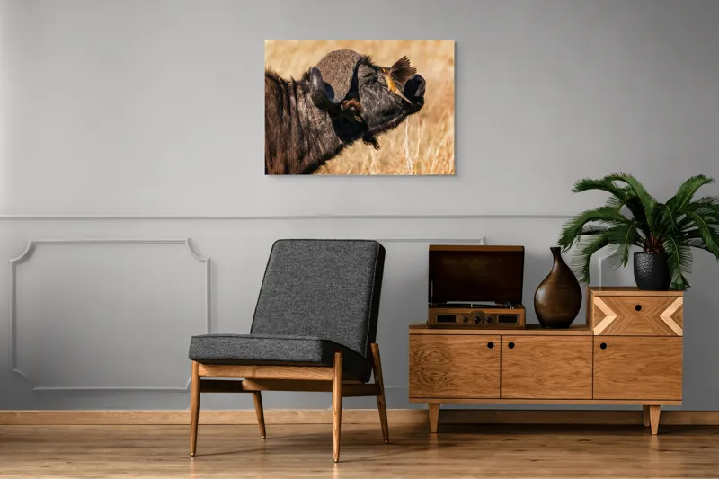 Tablou Canvas, "Bivol și pasărea curajoasă africanele", Bufniță, Pasăre, Bizon, Pene, Coarne, Păr, Interacțiune, Natură, Sălbăticie, Câmpie, 100 x 70 cm – poza 8