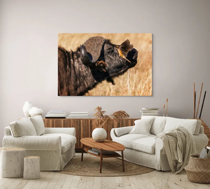 Tablou Canvas, "Bivol și pasărea curajoasă africanele", Bufniță, Pasăre, Bizon, Pene, Coarne, Păr, Interacțiune, Natură, Sălbăticie, Câmpie, 150 x 100 cm – poza 3