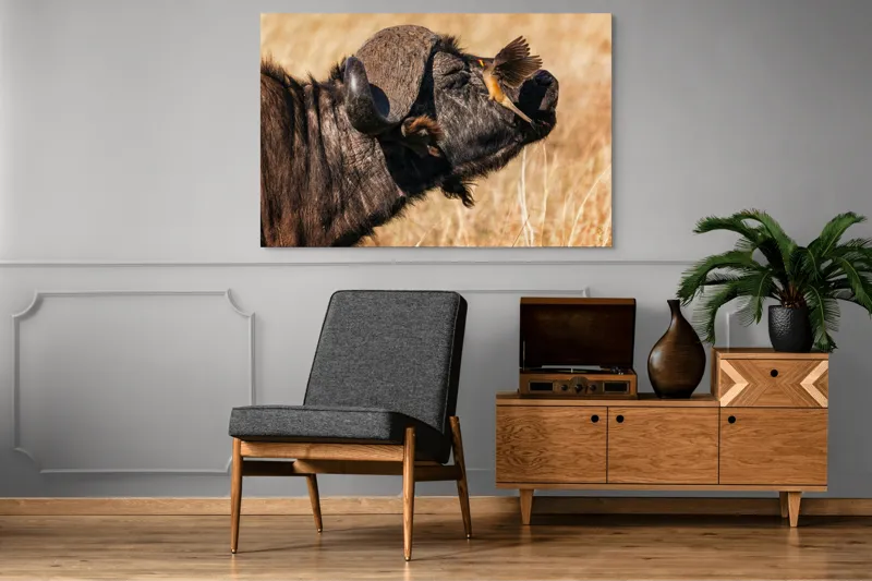 Tablou Canvas, "Bivol și pasărea curajoasă africanele", Bufniță, Pasăre, Bizon, Pene, Coarne, Păr, Interacțiune, Natură, Sălbăticie, Câmpie, 150 x 100 cm – poza 8