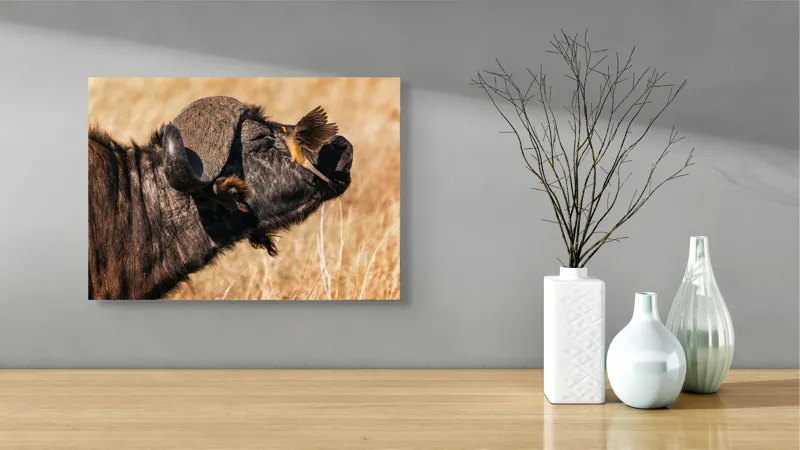 Tablou Canvas, "Bivol și pasărea curajoasă africanele", Bufniță, Pasăre, Bizon, Pene, Coarne, Păr, Interacțiune, Natură, Sălbăticie, Câmpie, 54 x 39 cm – poza 3
