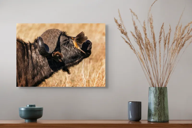 Tablou Canvas, "Bivol și pasărea curajoasă africanele", Bufniță, Pasăre, Bizon, Pene, Coarne, Păr, Interacțiune, Natură, Sălbăticie, Câmpie, 54 x 39 cm – poza 4