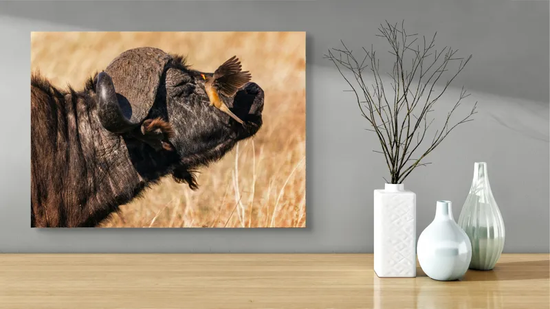 Tablou Canvas, "Bivol și pasărea curajoasă africanele", Bufniță, Pasăre, Bizon, Pene, Coarne, Păr, Interacțiune, Natură, Sălbăticie, Câmpie, 70 x 50 cm – poza 3