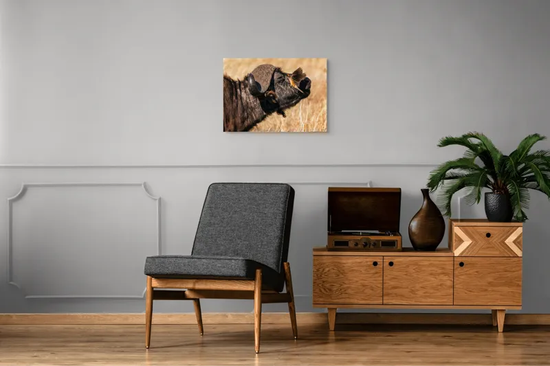 Tablou Canvas, "Bivol și pasărea curajoasă africanele", Bufniță, Pasăre, Bizon, Pene, Coarne, Păr, Interacțiune, Natură, Sălbăticie, Câmpie, 70 x 50 cm – poza 4