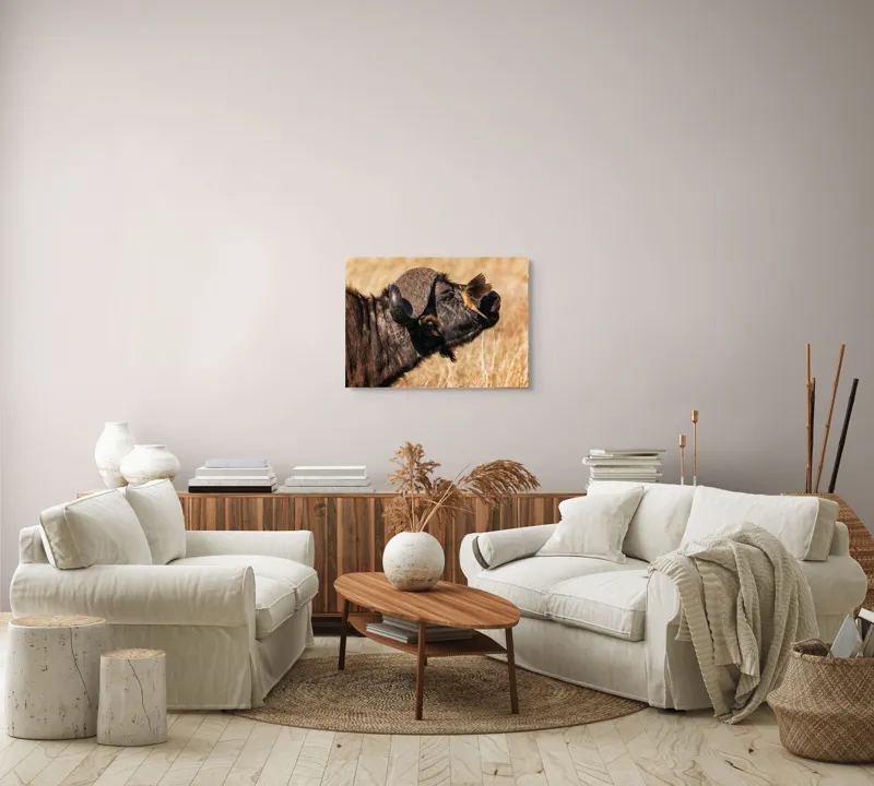 Tablou Canvas, "Bivol și pasărea curajoasă africanele", Bufniță, Pasăre, Bizon, Pene, Coarne, Păr, Interacțiune, Natură, Sălbăticie, Câmpie, 70 x 50 cm – poza 6