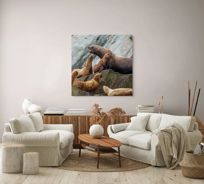 Tablou Canvas, "Leii de mare pe stânci rugoase", Leii De Mare, Rocă, Gălăgie, Natură, Colonie, Relaxare, Blană, Coste Rugoase, 100 x 100 cm – poza 3