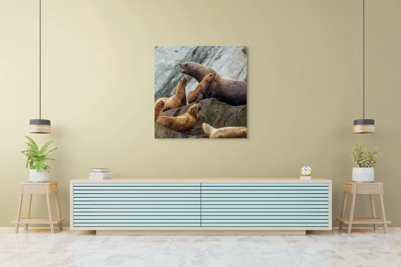 Tablou Canvas, "Leii de mare pe stânci rugoase", Leii De Mare, Rocă, Gălăgie, Natură, Colonie, Relaxare, Blană, Coste Rugoase, 100 x 100 cm – poza 5
