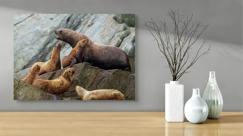 Tablou Canvas, "Leii de mare pe stânci rugoase", Leii De Mare, Rocă, Gălăgie, Natură, Colonie, Relaxare, Blană, Coste Rugoase, 70 x 50 cm – poza 3