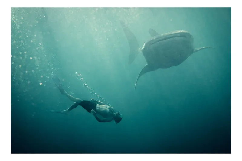 Tablou Canvas, "Înotătorul și rechinul balenă arzător", Nu știu cine este în imagine, dar pot descrie scena: Scufundător, Balenă, Apă, Ocean, Explorare, Adâncime, Lumină, Imersiune, Aventura, Natură, 39 x 26 cm