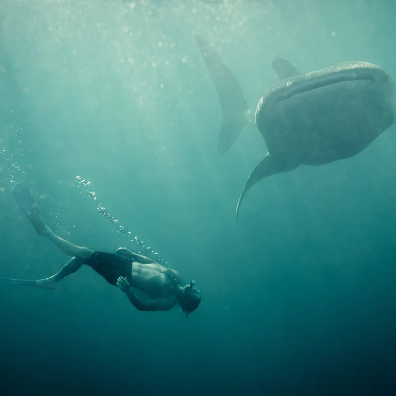 Tablou Canvas, "Înotătorul și rechinul balenă arzător", Nu știu cine este în imagine, dar pot descrie scena: Scufundător, Balenă, Apă, Ocean, Explorare, Adâncime, Lumină, Imersiune, Aventura, Natură, 50 x 50 cm – poza 2