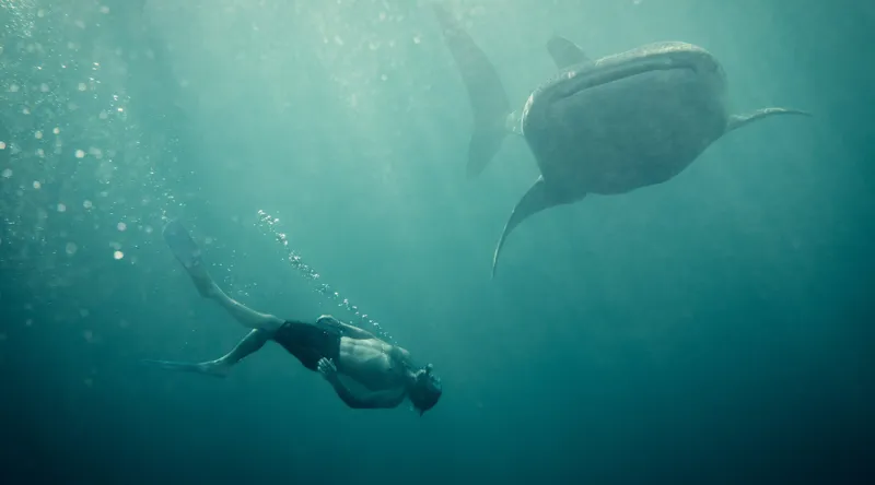 Tablou Canvas, "Înotătorul și rechinul balenă arzător", Nu știu cine este în imagine, dar pot descrie scena: Scufundător, Balenă, Apă, Ocean, Explorare, Adâncime, Lumină, Imersiune, Aventura, Natură, 90 x 50 cm – poza 2