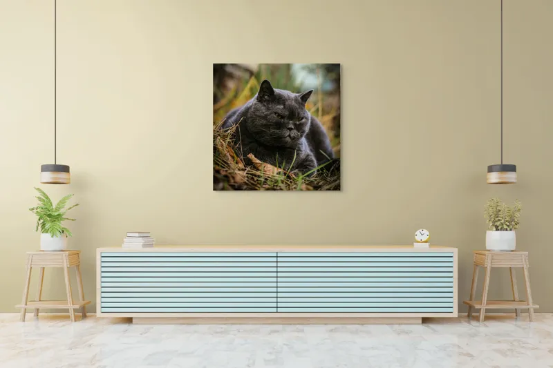Tablou Canvas, "Pisica contemplativă în natura de toamnă", Nu știu cine este în imagine, dar pot spune că este un pisoi gri, cu o expresie calmă și fiind pe fundal de natură., 100 x 100 cm – poza 5