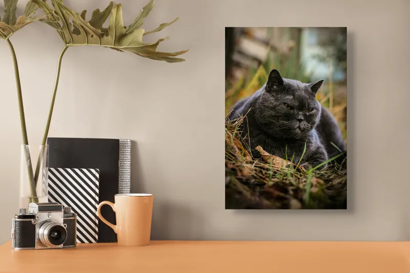 Tablou Canvas, "Pisica contemplativă în natura de toamnă", 26 x 39 cm – poza 3
