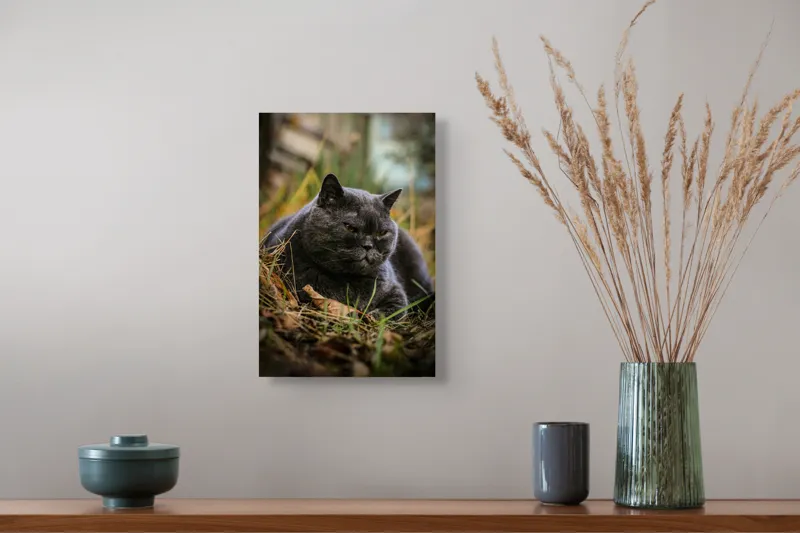Tablou Canvas, "Pisica contemplativă în natura de toamnă", 26 x 39 cm – poza 5