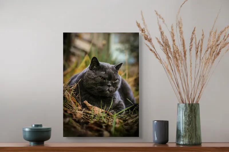 Tablou Canvas, "Pisica contemplativă în natura de toamnă", 39 x 54 cm – poza 3