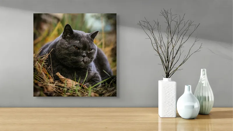 Tablou Canvas, "Pisica contemplativă în natura de toamnă", Nu știu cine este în imagine, dar pot spune că este un pisoi gri, cu o expresie calmă și fiind pe fundal de natură., 50 x 50 cm – poza 3