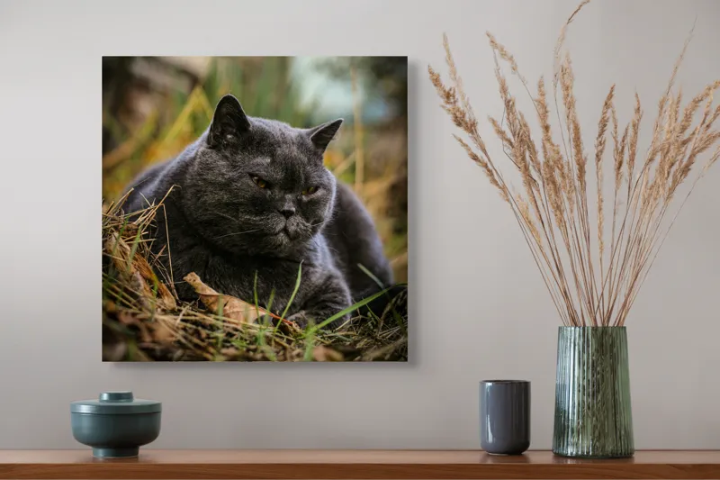 Tablou Canvas, "Pisica contemplativă în natura de toamnă", Nu știu cine este în imagine, dar pot spune că este un pisoi gri, cu o expresie calmă și fiind pe fundal de natură., 50 x 50 cm – poza 4