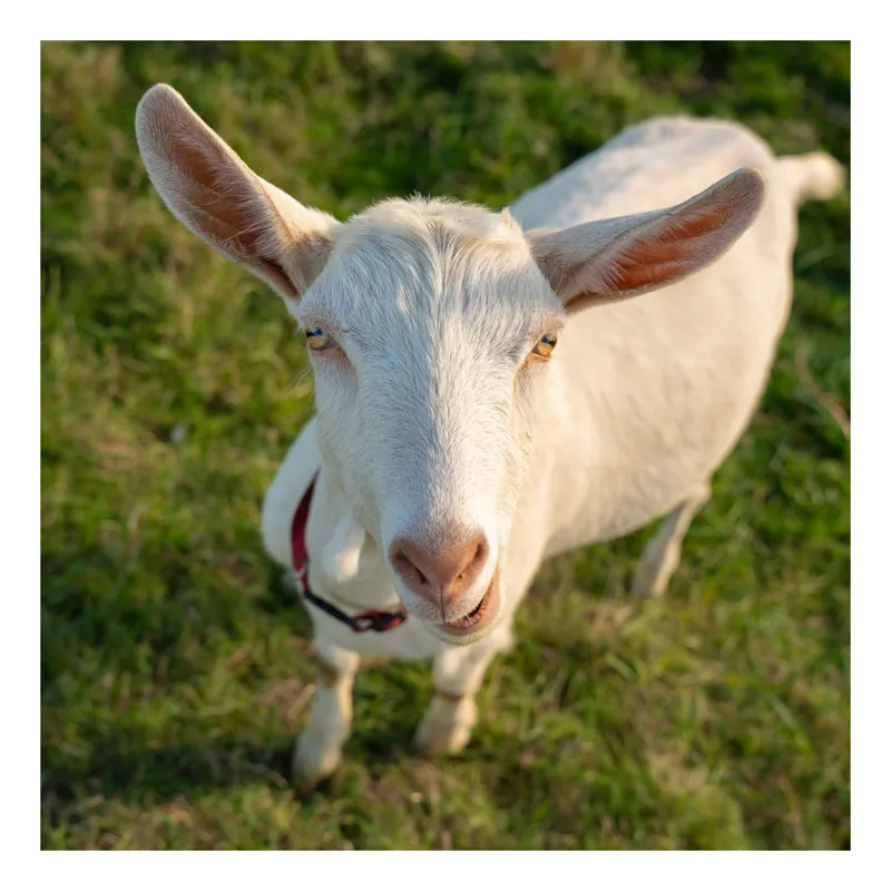 Tablou Canvas, "Capra în lumina apusului blând", Goat, Grass, Green, Ears, Collar, Nature, Curious, Outdoor, 50 x 90 cm