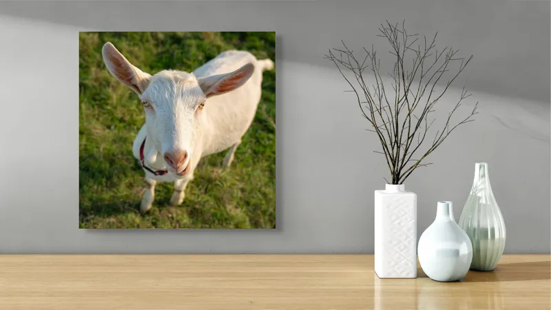 Tablou Canvas, "Capra în lumina apusului blând", Goat, Grass, Green, Ears, Collar, Nature, Curious, Outdoor, 50 x 50 cm – poza 3