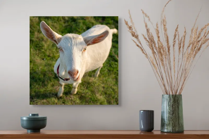Tablou Canvas, "Capra în lumina apusului blând", Goat, Grass, Green, Ears, Collar, Nature, Curious, Outdoor, 50 x 50 cm – poza 4