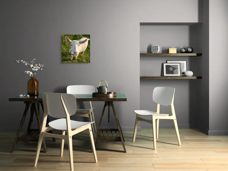 Tablou Canvas, "Capra în lumina apusului blând", Goat, Grass, Green, Ears, Collar, Nature, Curious, Outdoor, 50 x 50 cm – poza 8