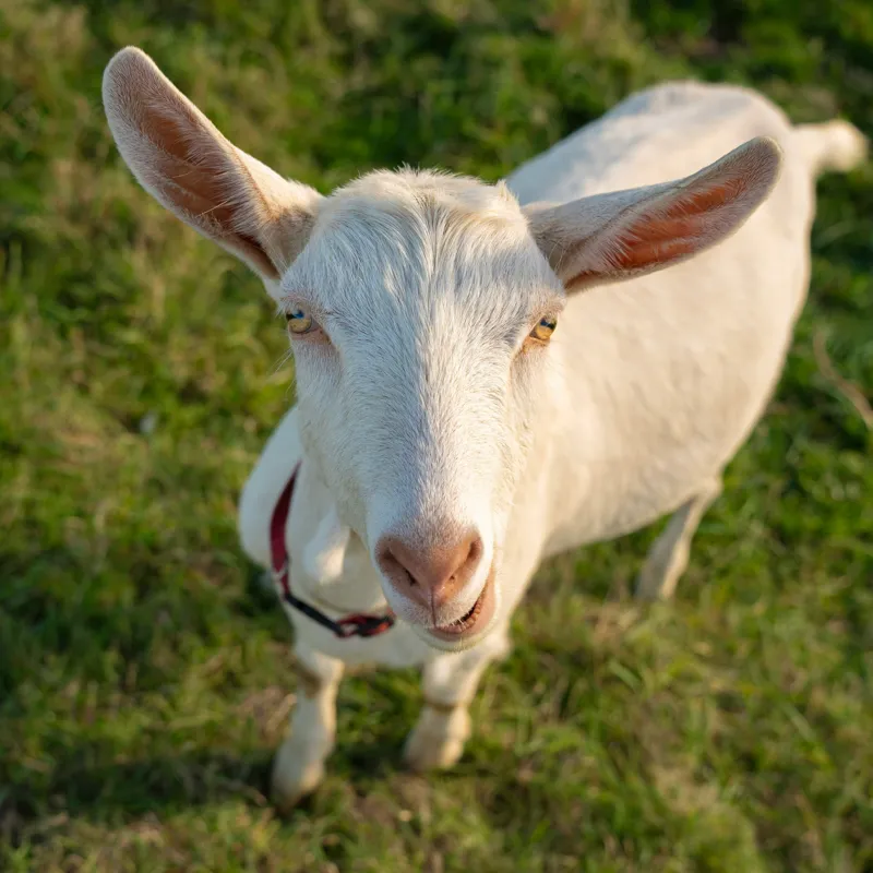 Tablou Canvas, "Capra în lumina apusului blând", Goat, Grass, Green, Ears, Collar, Nature, Curious, Outdoor, 50 x 50 cm – poza 2