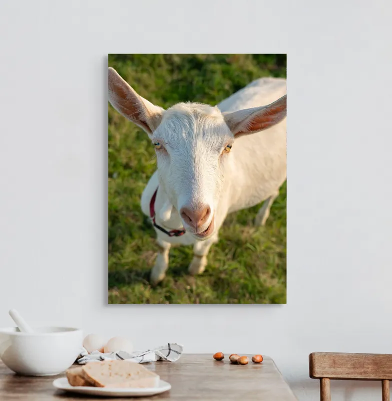 Tablou Canvas, "Capra în lumina apusului blând", Goat, Grass, Green, Ears, Collar, Nature, Curious, Outdoor, 50 x 70 cm – poza 3