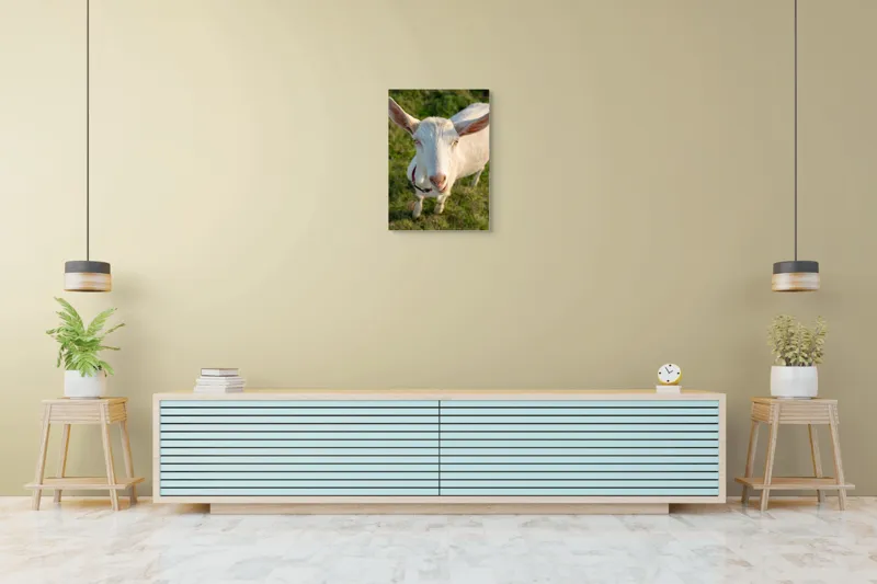 Tablou Canvas, "Capra în lumina apusului blând", Goat, Grass, Green, Ears, Collar, Nature, Curious, Outdoor, 50 x 70 cm – poza 6