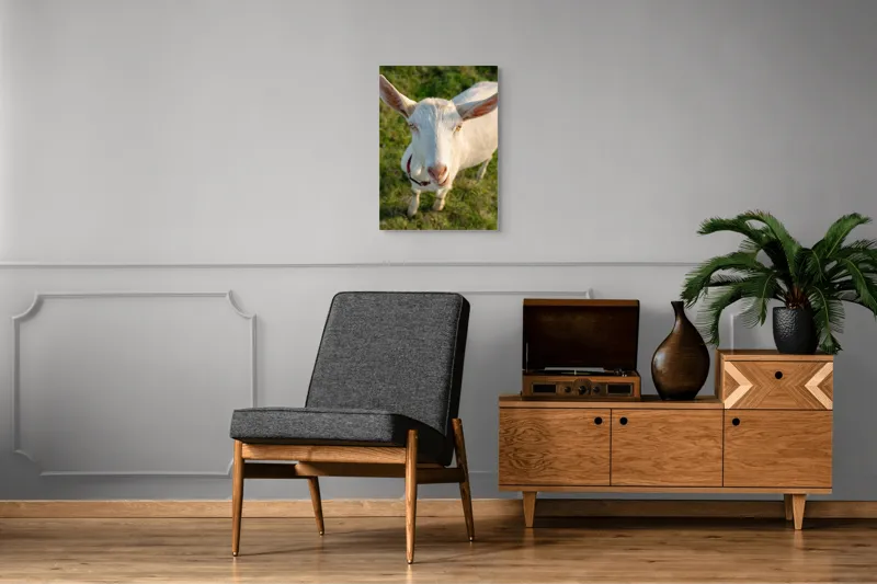 Tablou Canvas, "Capra în lumina apusului blând", Goat, Grass, Green, Ears, Collar, Nature, Curious, Outdoor, 50 x 70 cm – poza 8