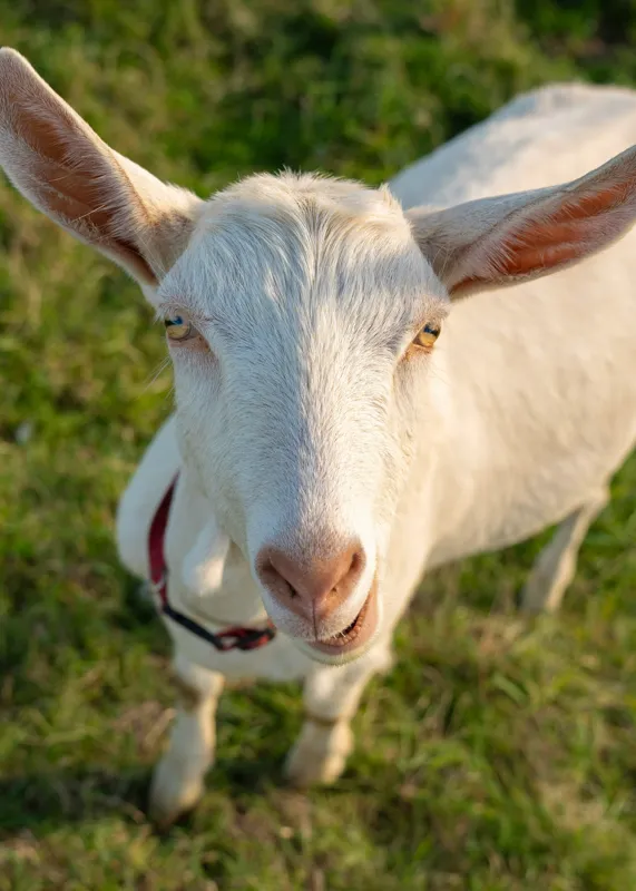 Tablou Canvas, "Capra în lumina apusului blând", Goat, Grass, Green, Ears, Collar, Nature, Curious, Outdoor, 50 x 70 cm – poza 2