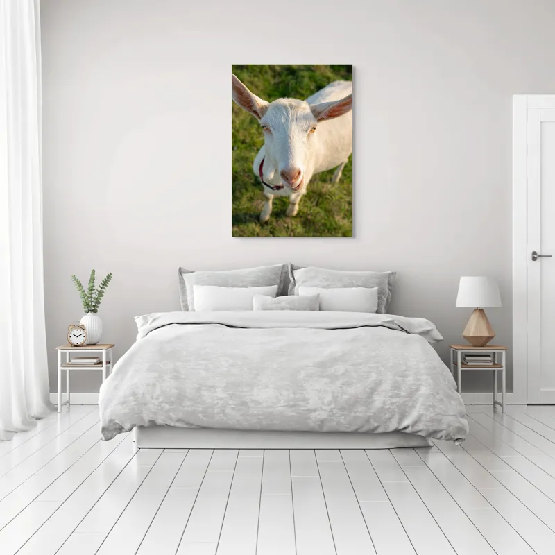 Tablou Canvas, "Capra în lumina apusului blând", Goat, Grass, Green, Ears, Collar, Nature, Curious, Outdoor, 70 x 100 cm – poza 3