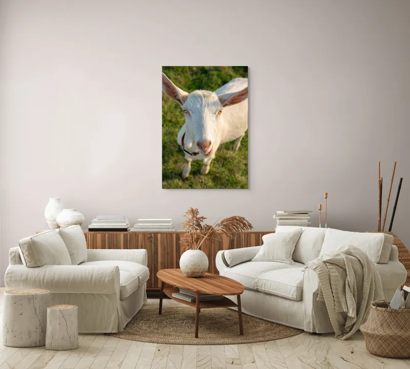 Tablou Canvas, "Capra în lumina apusului blând", Goat, Grass, Green, Ears, Collar, Nature, Curious, Outdoor, 70 x 100 cm – poza 4