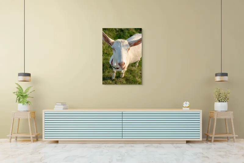 Tablou Canvas, "Capra în lumina apusului blând", Goat, Grass, Green, Ears, Collar, Nature, Curious, Outdoor, 70 x 100 cm – poza 5