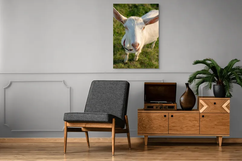 Tablou Canvas, "Capra în lumina apusului blând", Goat, Grass, Green, Ears, Collar, Nature, Curious, Outdoor, 70 x 100 cm – poza 6