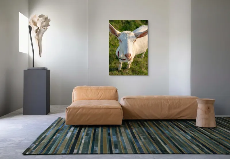 Tablou Canvas, "Capra în lumina apusului blând", Goat, Grass, Green, Ears, Collar, Nature, Curious, Outdoor, 70 x 100 cm – poza 7