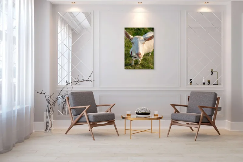 Tablou Canvas, "Capra în lumina apusului blând", Goat, Grass, Green, Ears, Collar, Nature, Curious, Outdoor, 70 x 100 cm – poza 8