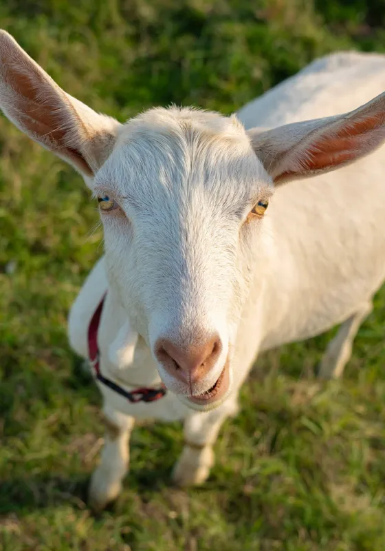 Tablou Canvas, "Capra în lumina apusului blând", Goat, Grass, Green, Ears, Collar, Nature, Curious, Outdoor, 70 x 100 cm – poza 2