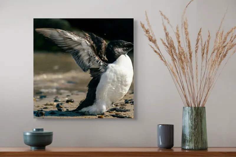 Tablou Canvas, "Pinguin pe țărmul stâncos al mării", Pinguin, Nisip, Aripi, Ocean, Pietre, Lumina, Natura, Zbor, Miscare, 50 x 50 cm – poza 4