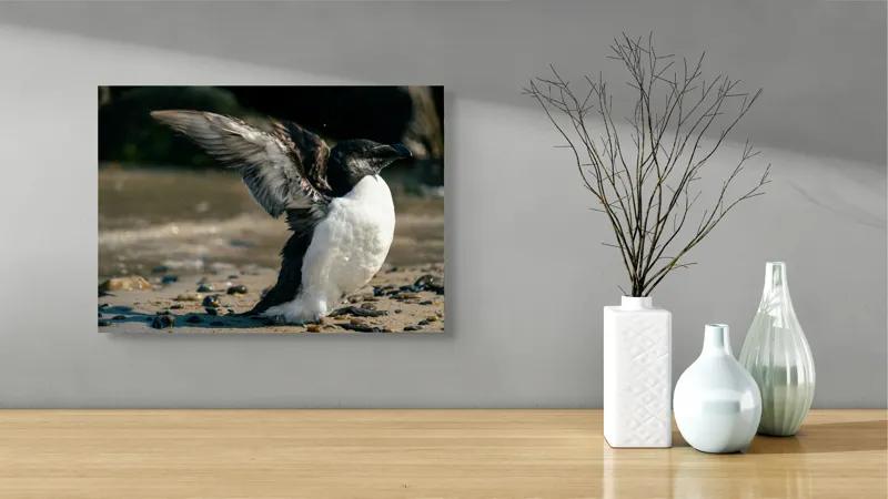 Tablou Canvas, "Pinguin pe țărmul stâncos al mării", Pinguin, Nisip, Aripi, Ocean, Pietre, Lumina, Natura, Zbor, Miscare, 54 x 39 cm – poza 3