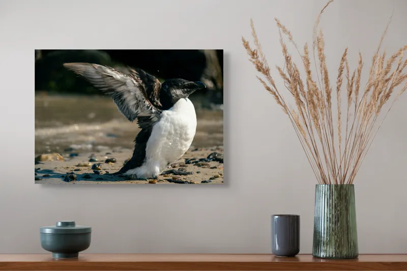 Tablou Canvas, "Pinguin pe țărmul stâncos al mării", Pinguin, Nisip, Aripi, Ocean, Pietre, Lumina, Natura, Zbor, Miscare, 54 x 39 cm – poza 4