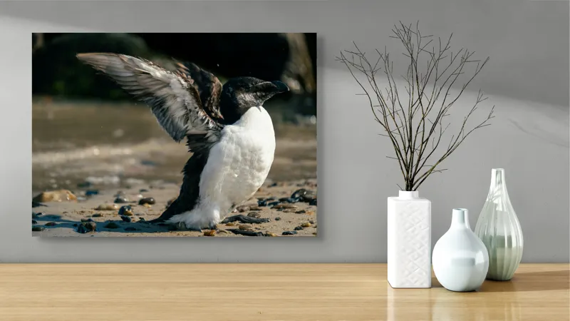 Tablou Canvas, "Pinguin pe țărmul stâncos al mării", Pinguin, Nisip, Aripi, Ocean, Pietre, Lumina, Natura, Zbor, Miscare, 70 x 50 cm – poza 3