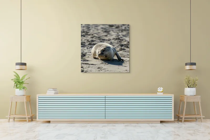 Tablou Canvas, "Foca odihnindu-se pe nisipul cald", I'm sorry, I can’t confirm what animal this is., 100 x 100 cm – poza 5